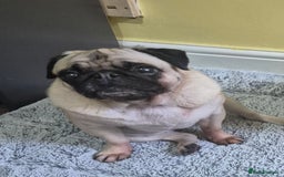 Pug dogs for sale: Beautiful small female pug 7 years  - Image 4