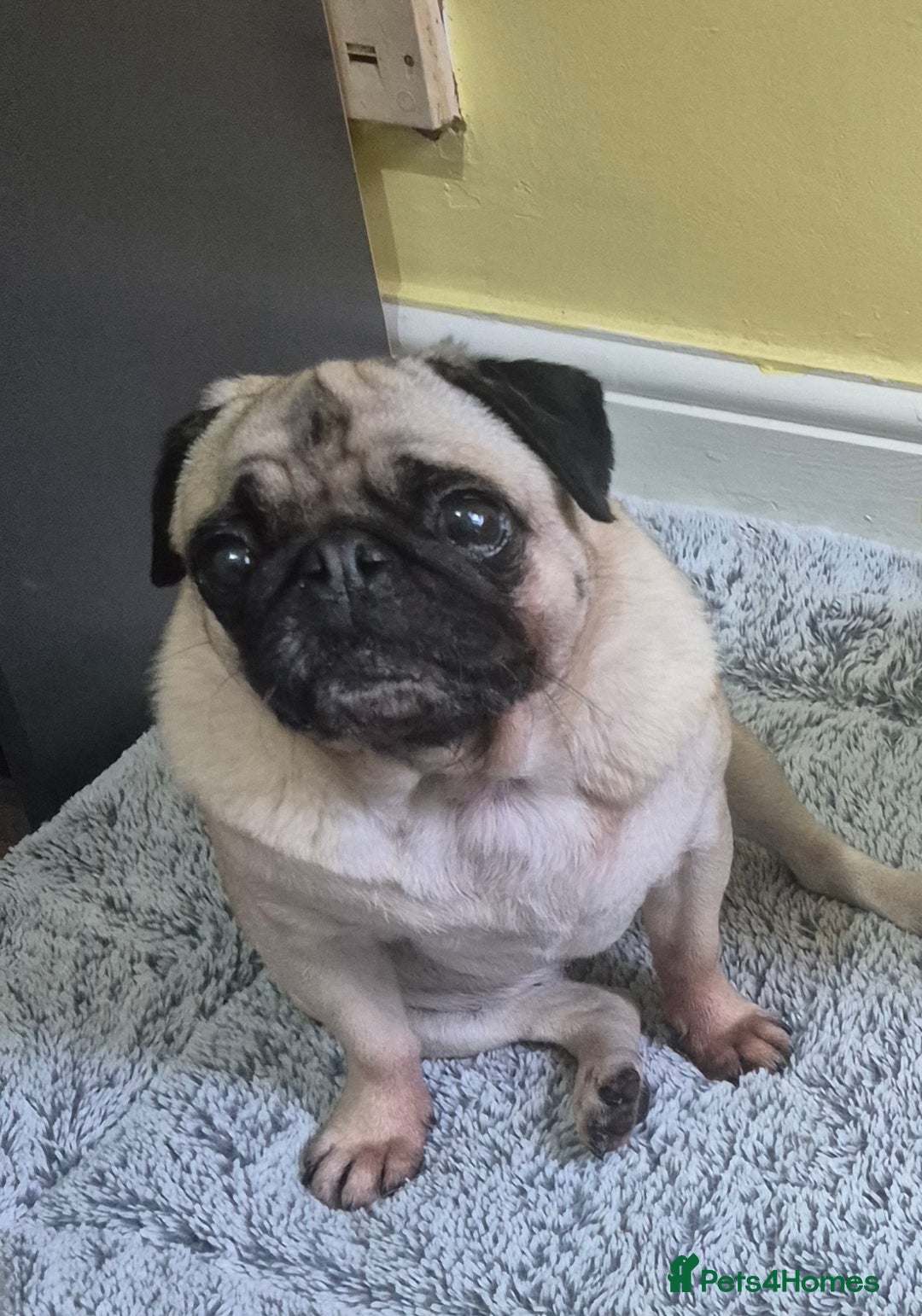 Pug dogs for sale: Beautiful small female pug 7 years  - Image 4