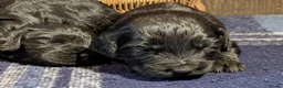 Cocker Spaniel dogs for sale: Black Working Cocker Spaniel Pups - Advert 12