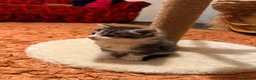 Mixed Breed cats for sale: Kitten ready to leave  - Advert 4