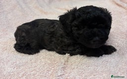 Yorkiepoo dogs for sale: Beautiful yorkipoo puppies - Image 12