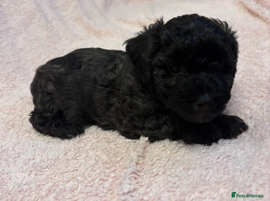 Yorkiepoo dogs for sale: Beautiful yorkipoo puppies - Image 12