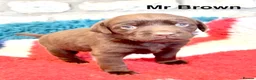 Labrador Retriever dogs for sale: Absolutely stunning Labrador puppies for sale - Advert 11