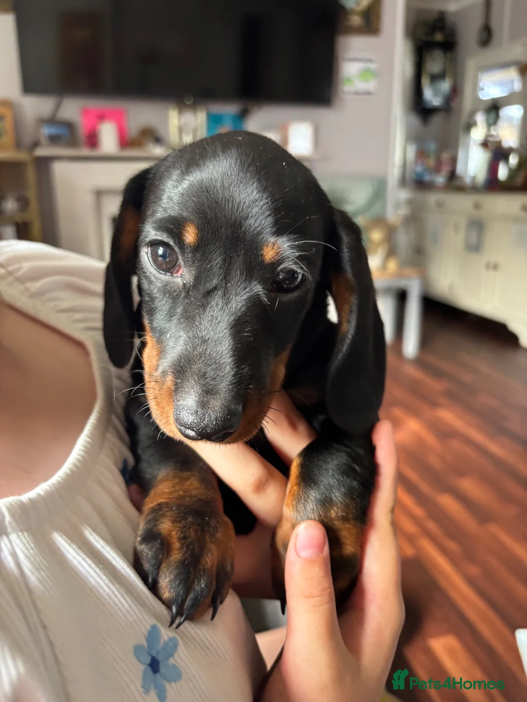 Dachshund dogs for sale: Male Dachshund  - Advert 1