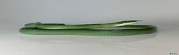 Rat Snake reptiles for sale: Male Rhino Rat Snake - Advert 2