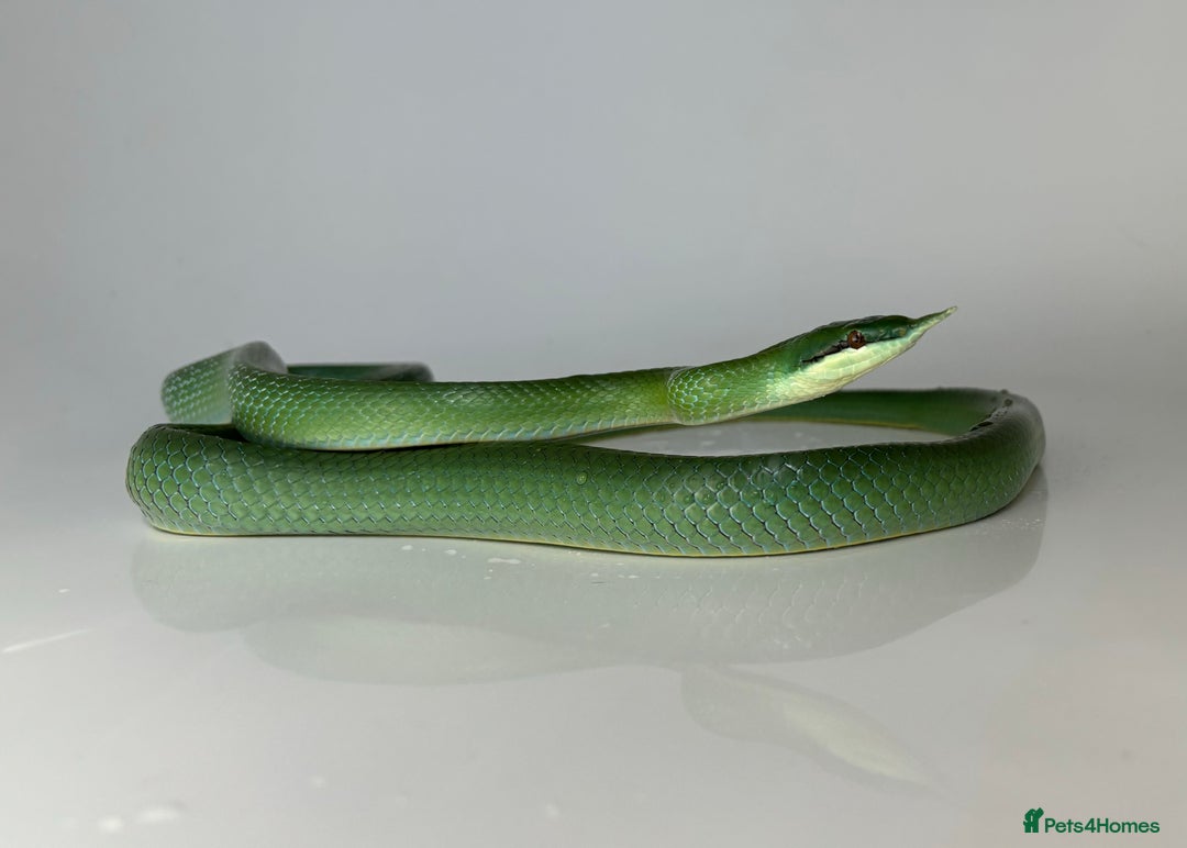 Rat Snake reptiles for sale: Male Rhino Rat Snake  - Advert 2