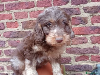 Labradoodle dogs Mini Labradoodles🐾🌟ready 3/1/26 full vaccine🌟🐾 - Advert 11
