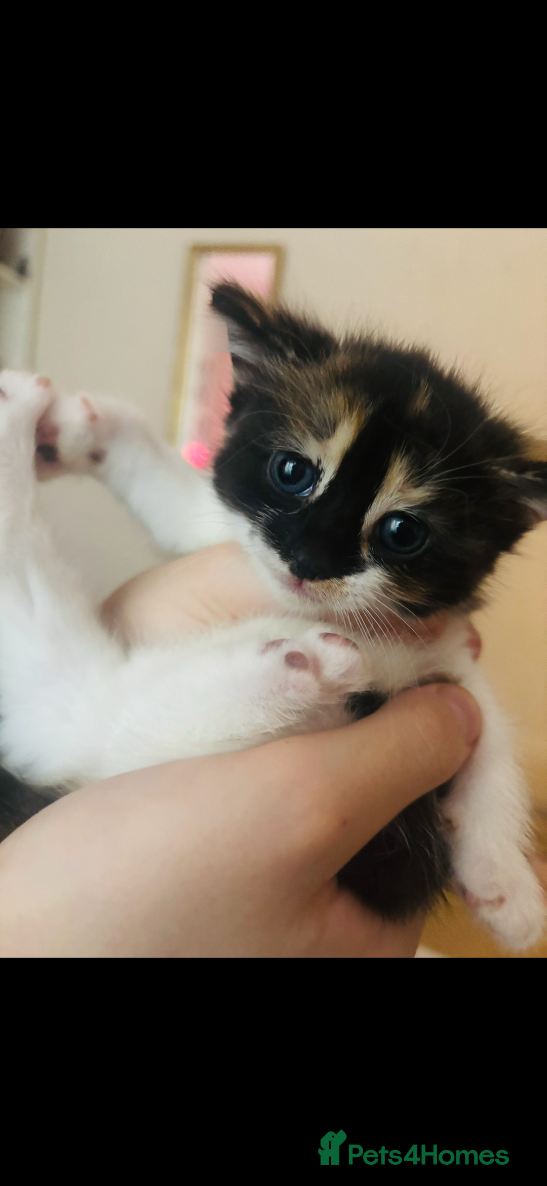 Mixed Breed cats for sale: Siamese kitties💕  - Advert 10