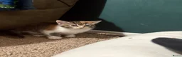 Mixed Breed cats for sale: Kittens for sale  - Advert 9