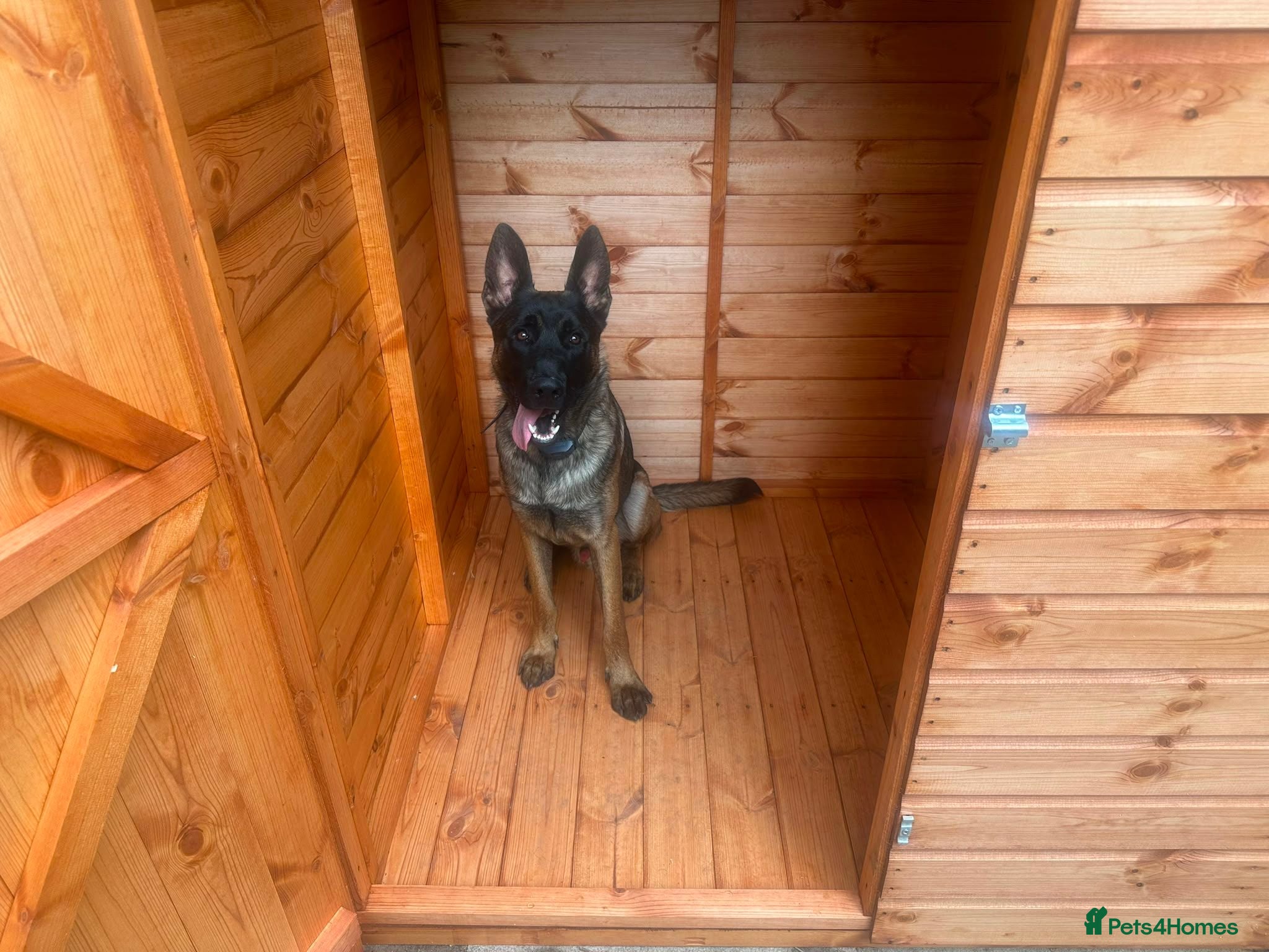 Mixed Breed dogs for sale: Belgian Malinois – Energetic & Loyal - Advert 2