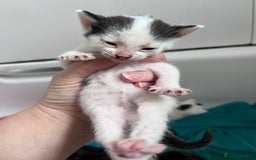 Mixed Breed cats for sale: Mixed breed stunning kittens - Image 9