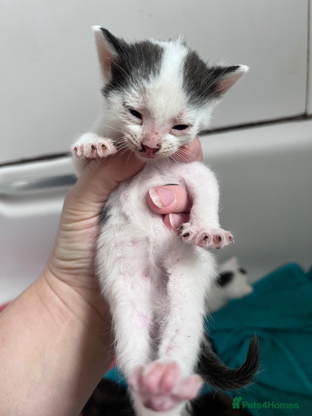 Mixed Breed cats for sale: Mixed breed stunning kittens - Image 9