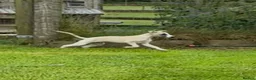 Whippet dogs for sale: Beautiful KC Whippet boy Puppy  - Advert 7