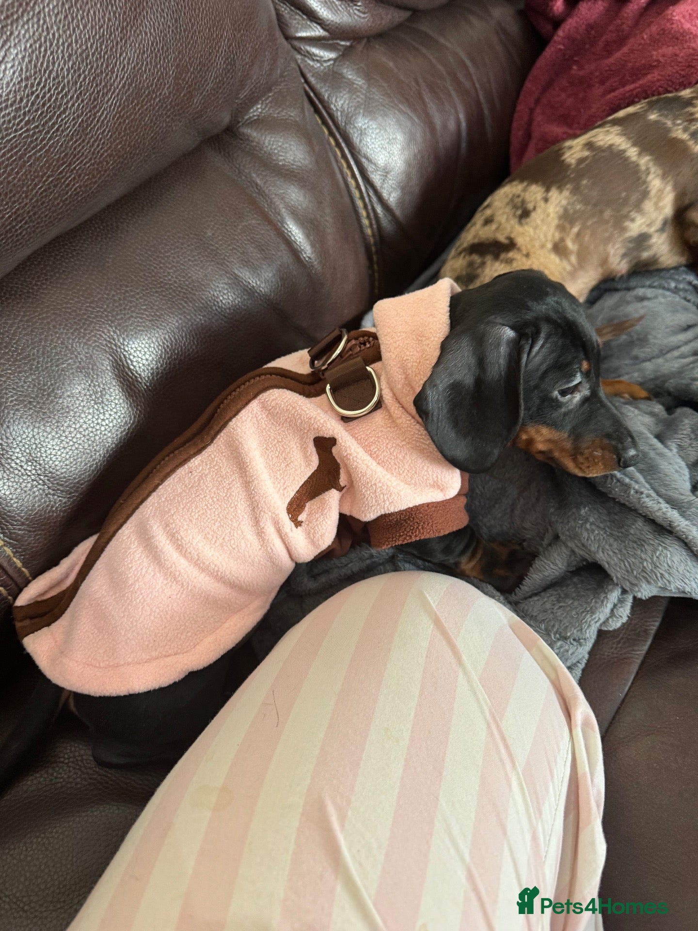 Dachshund dogs for sale: Little boy looking for his forever home  - Advert 6