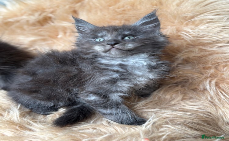 Maine Coon cats - Advert 12