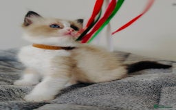 Ragdoll cats for sale: 💙🐾Tica full Pedigree🐾EU Ragdoll 🐱🐾DNA Clear - Image 14