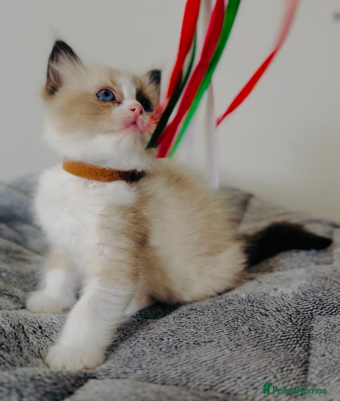Ragdoll cats for sale: 💙🐾Tica full Pedigree🐾EU Ragdoll 🐱🐾DNA Clear - Image 14