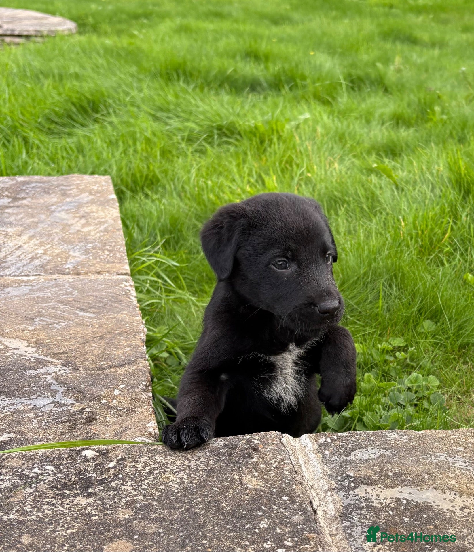 Borador dogs Borador Puppies - Advert 1