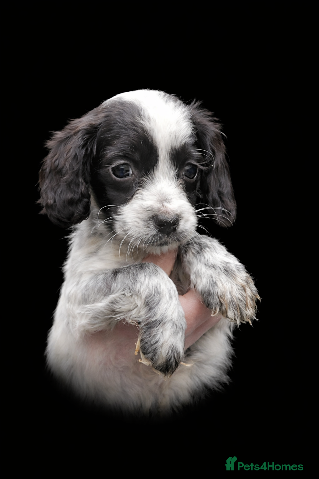 Cocker Spaniel dogs for sale: Cocker Spaniel pups  - Advert 4