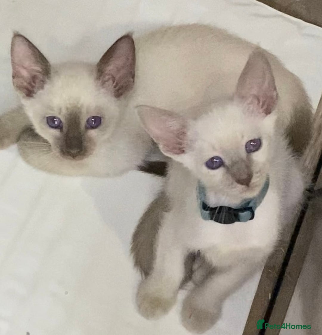 Mixed Breed cats for sale: Oriental/ Siamese  - Advert 6