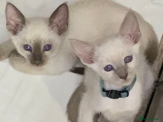 Mixed Breed cats Oriental/ Siamese - Advert 4