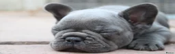 French Bulldog dogs for sale: French bulldog frenchies pups - Advert 14