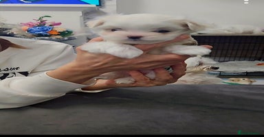 Maltese dogs - Advert 3