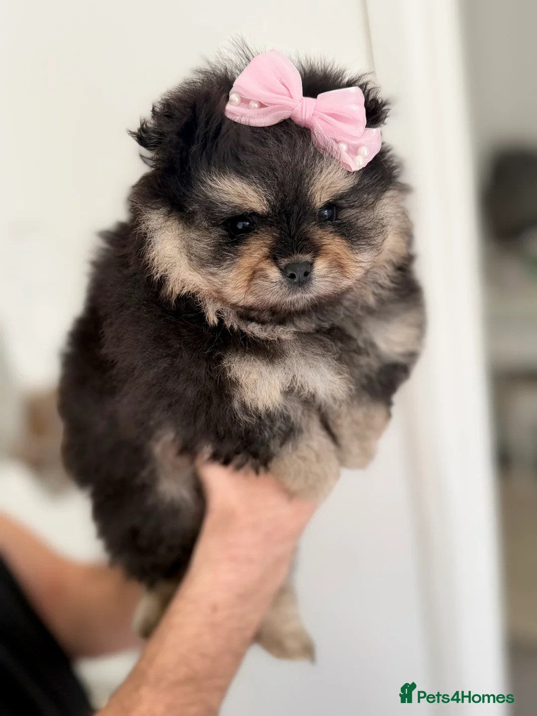 Pomeranian dogs for sale: Teddy Bear Pomeranian Puppy! CHAMPION BLOODLINES - Advert 2