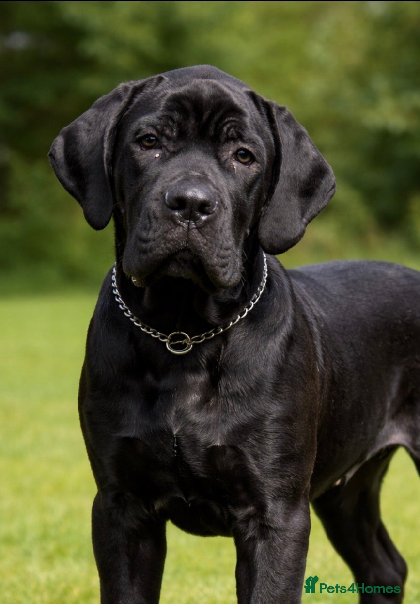 Cane Corso dogs 🖤 Pick of the Litter – Black Cane Corso Male - Advert 3