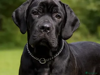 Cane Corso dogs 🖤 Pick of the Litter – Black Cane Corso Male - Advert 3