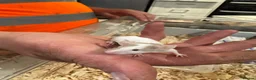 Mouse rodents for sale: Baby mice ready 1st June - Advert 3