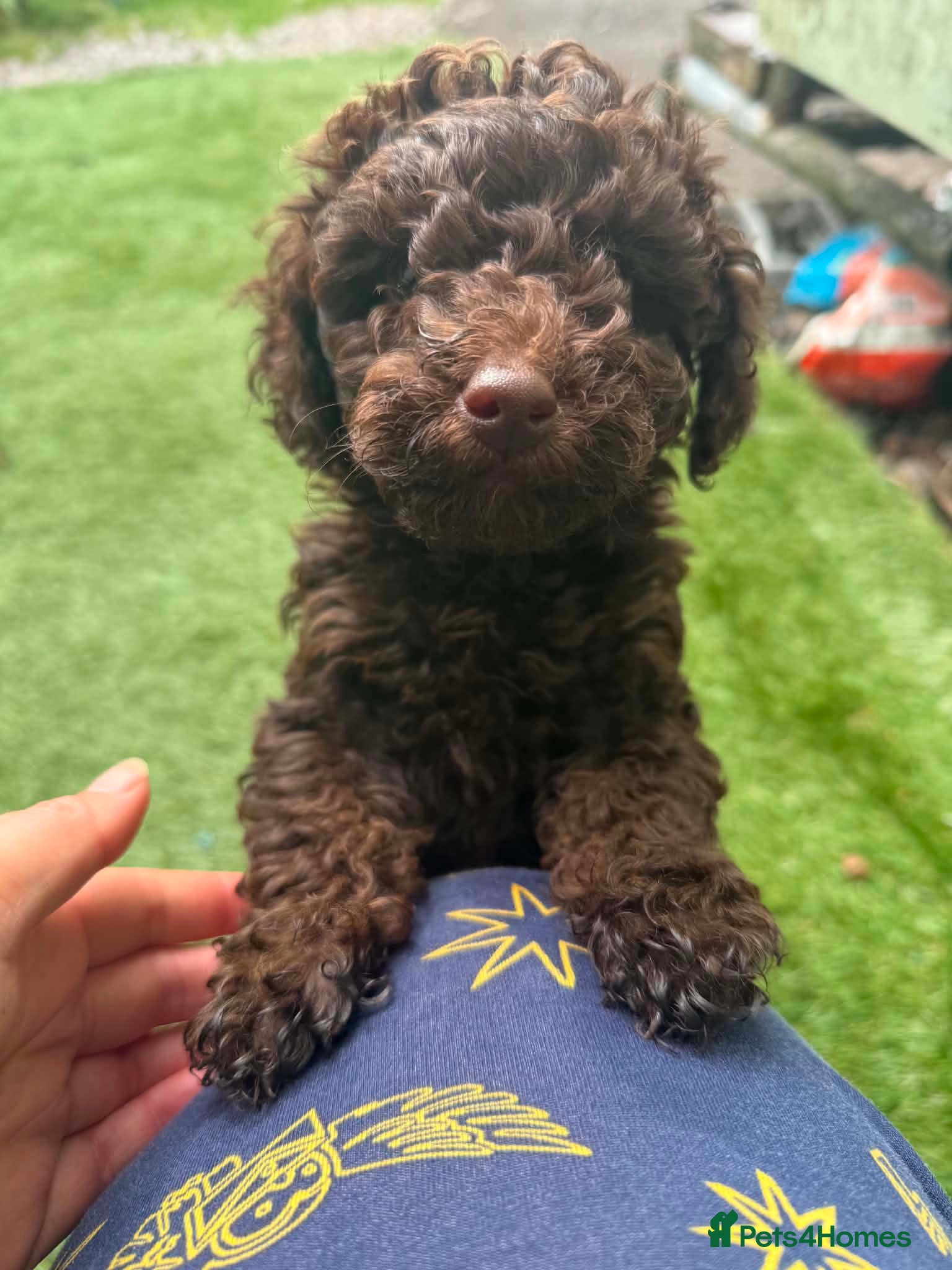 Toy Poodle dogs Toy poodle girl - Advert 14