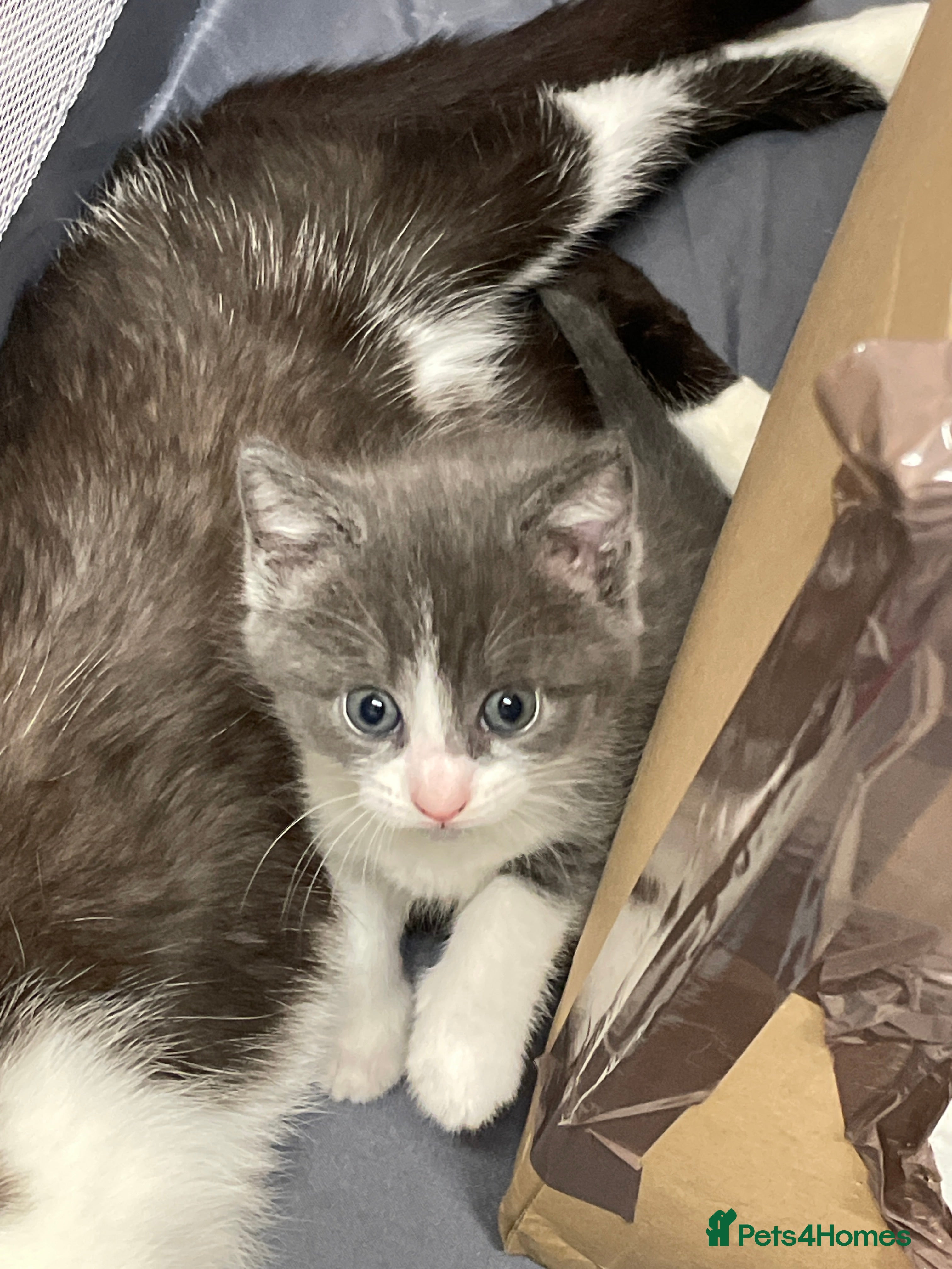 British Shorthair cats for sale: 2 male 1 female  in Chesterfield - Advert 10