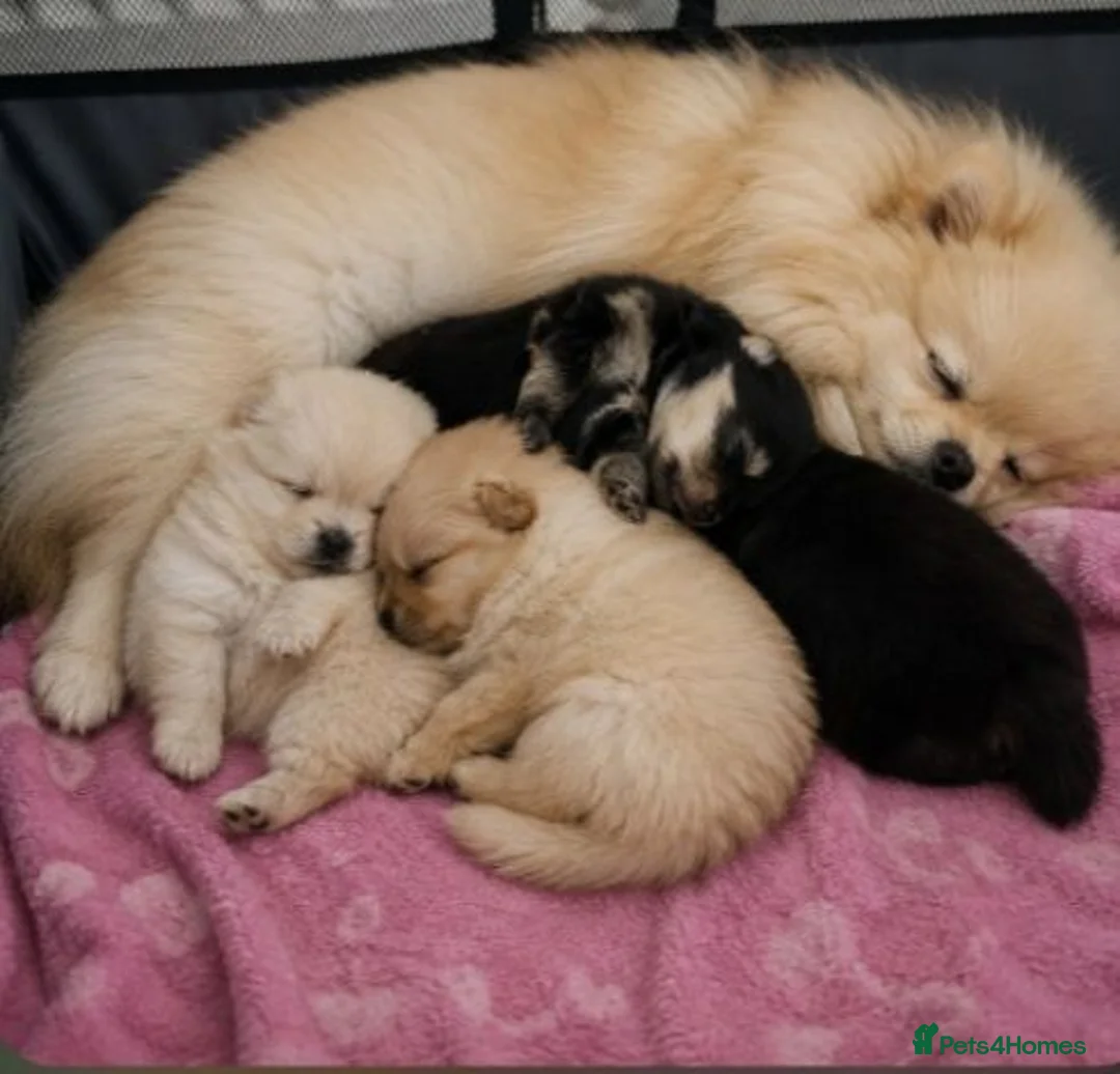 Pomeranian dogs for sale: Pomeranian puppy  - Advert 2