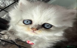 Persian cats for sale: Pure chinchilla doll face Persian kittens - Image 2