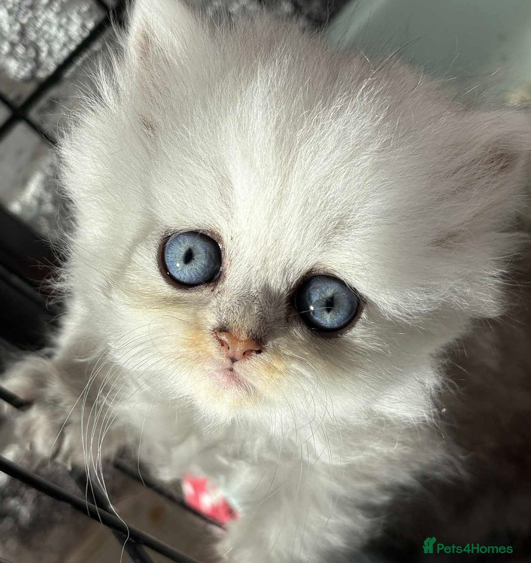 Persian cats for sale: Pure chinchilla doll face Persian kittens - Image 2