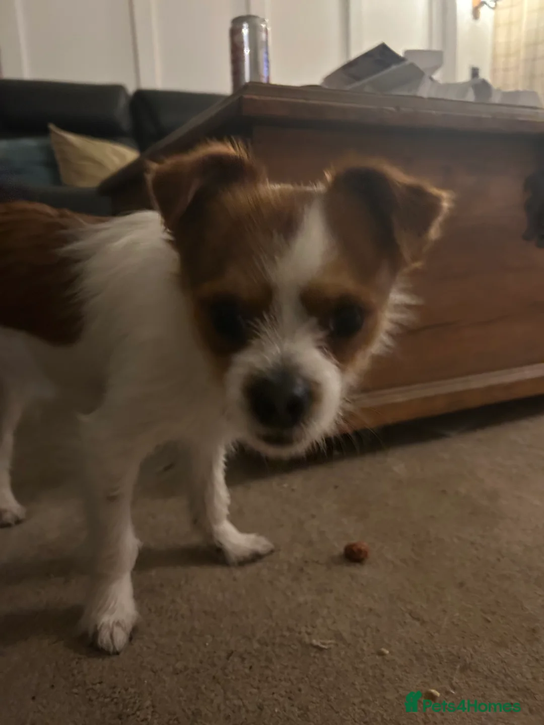 Chorkie dogs for sale: Reggie the Chorkie - Advert 5