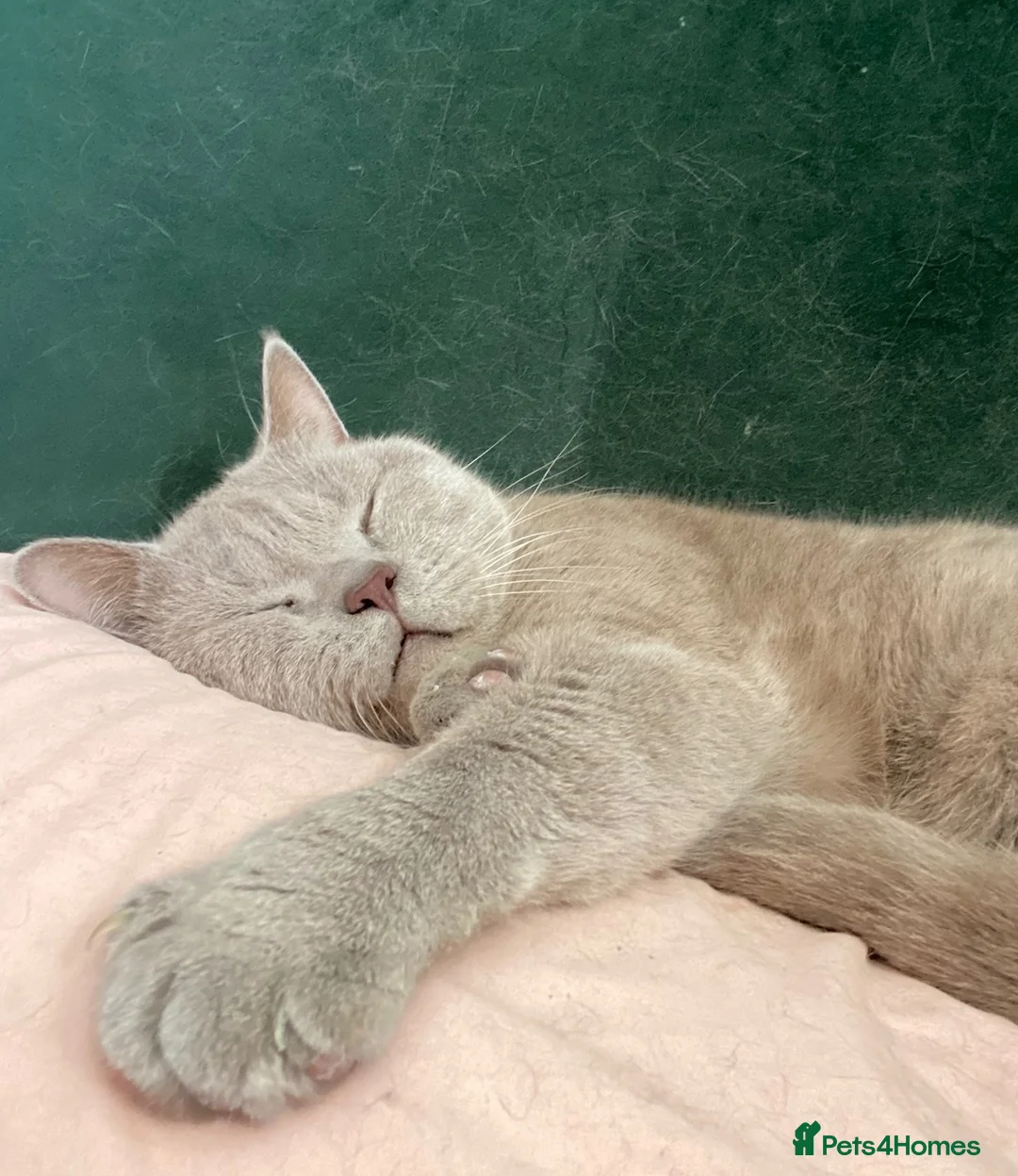 British Shorthair cats for sale: Sweet boy needs new home 🩵 in Abbots Langley - Advert 2