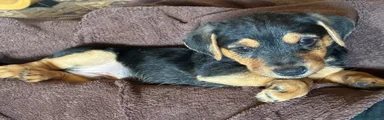 Mixed Breed Puppy 3