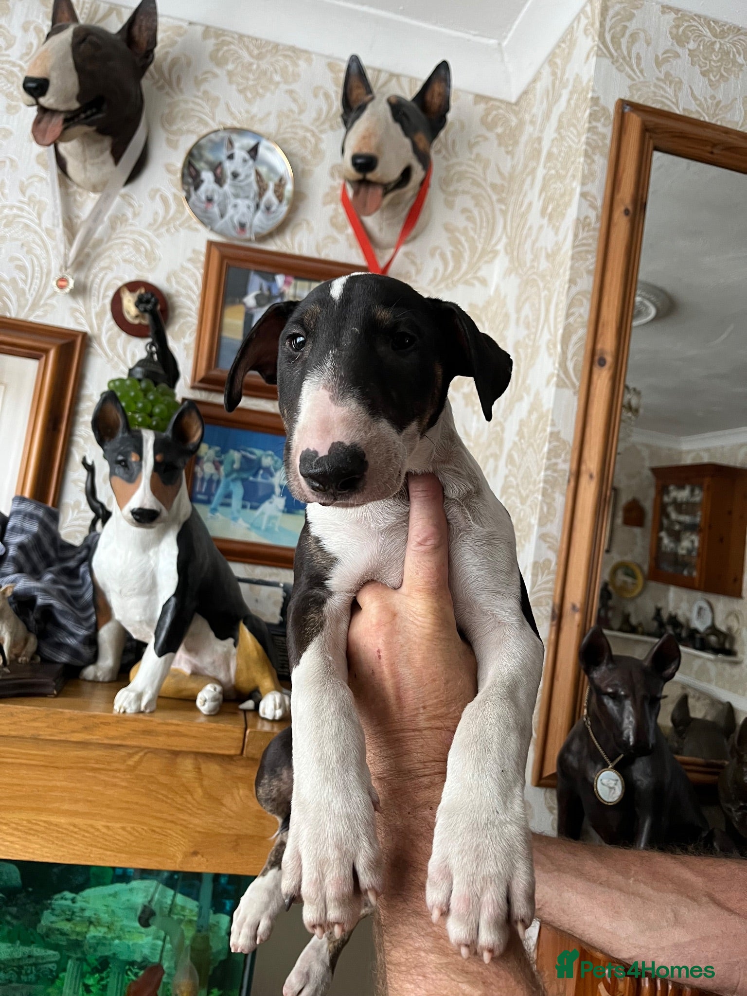 English Bull Terrier dogs English bull terrier puppies - Advert 2
