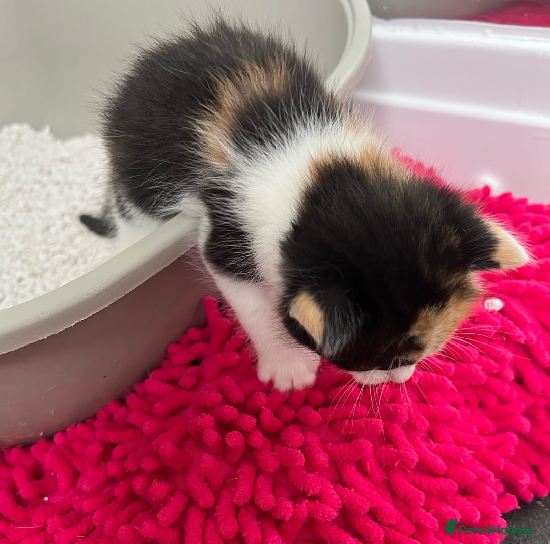 Mixed Breed cats for sale: CLEMMIE’S CUTIES  - Image 3