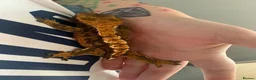 Gecko reptiles for sale: Female harlequin crested gecko in Bridgend - Advert 3