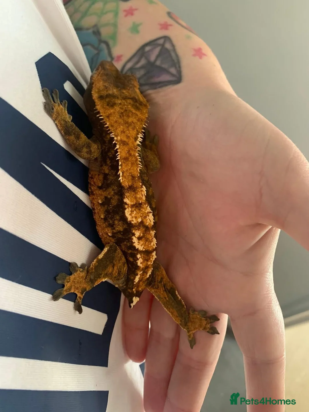 Gecko reptiles for sale: Female harlequin crested gecko in Bridgend - Advert 3