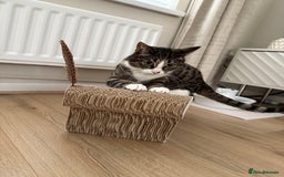Domestic Shorthair cats for sale: Hello my name is Olive  - Image 4