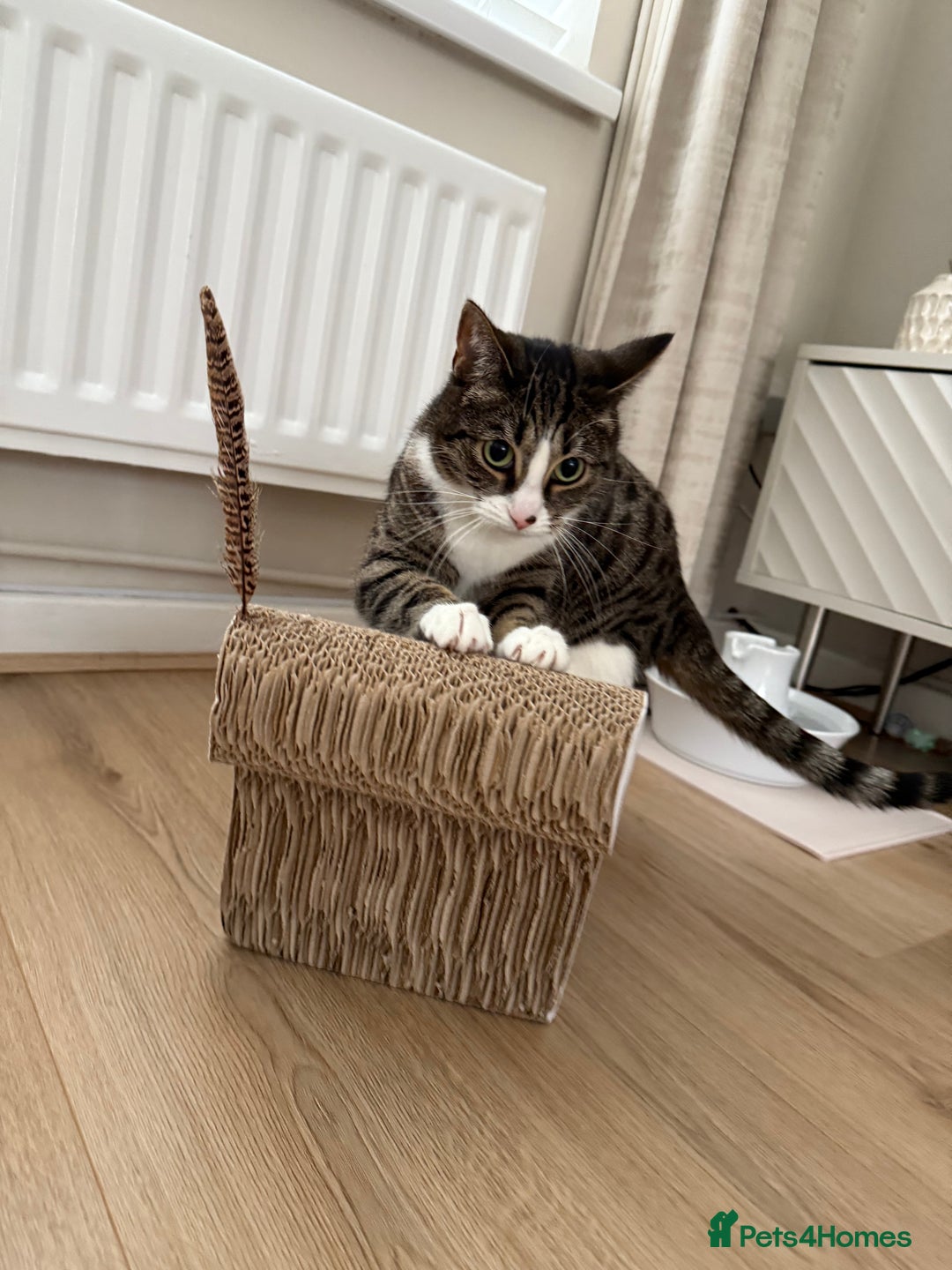 Domestic Shorthair cats for sale: Hello my name is Olive  - Image 4