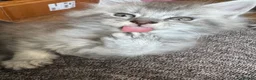 Maine Coon cats for sale: ✨ EXCEPTIONAL TICA-REGISTERED MAINE COON KITTENS ✨ - Advert 12
