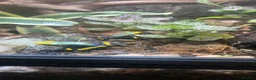 Frog reptiles for sale: Poison Dart Frogs (NOT POISONOUS) in High Wycombe - Advert 2