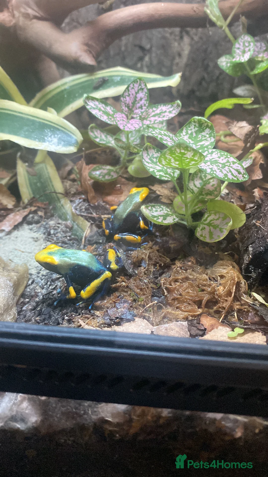Frog reptiles for sale: Poison Dart Frogs (NOT POISONOUS) in High Wycombe - Advert 2