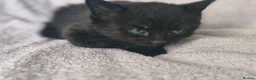 Mixed Breed cats for sale: 5 kittens ready for new home  - Advert 25