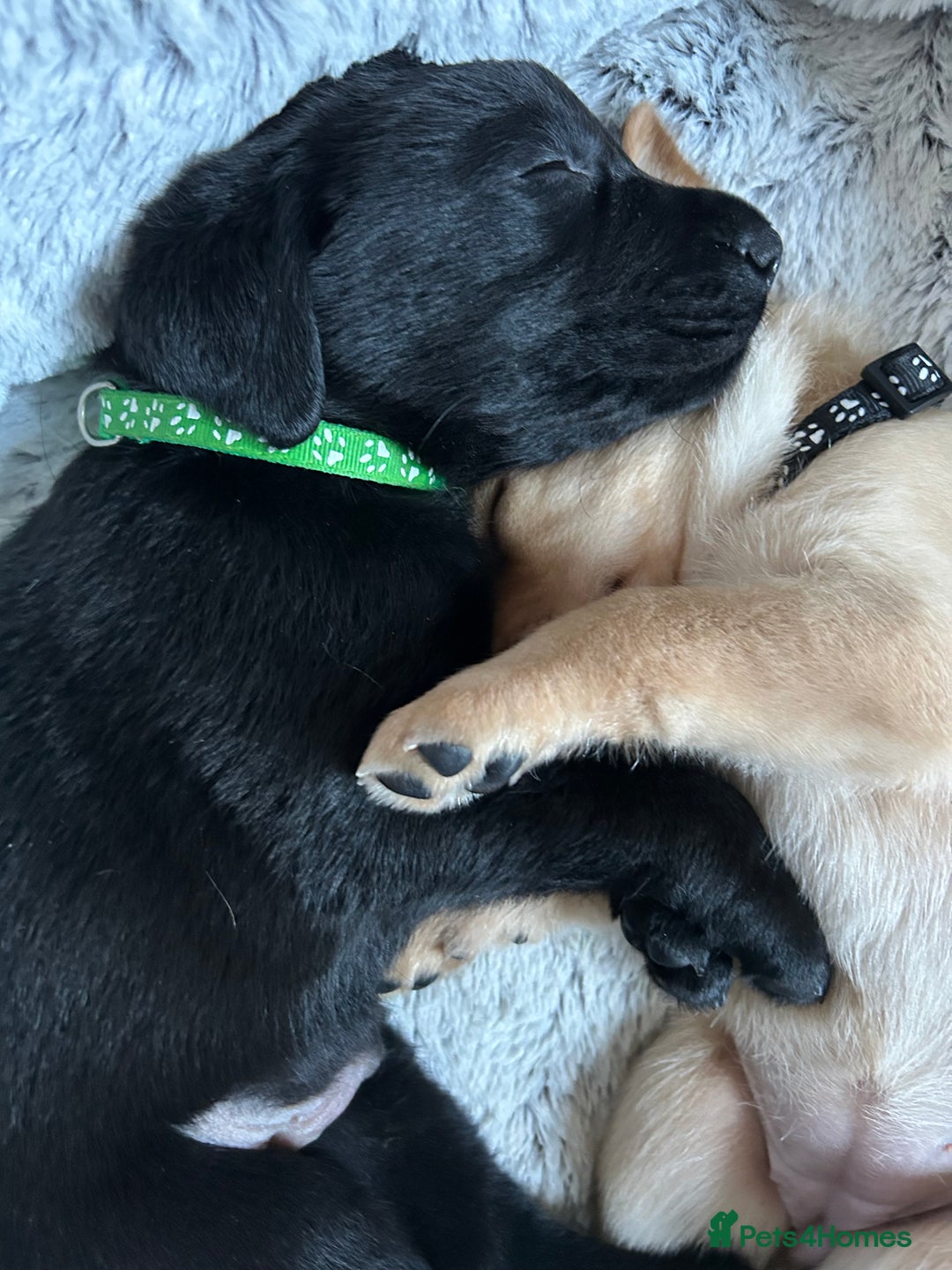 Labrador Retriever dogs for sale: Beautiful Labrador puppies 4 coats colour  - Image 22